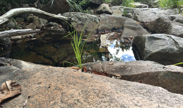 Discover the Best Mount Coot-tha Hikes